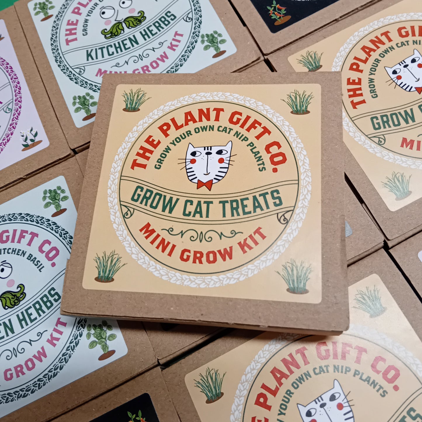 Cat Nip Mini Plant Growing Gift