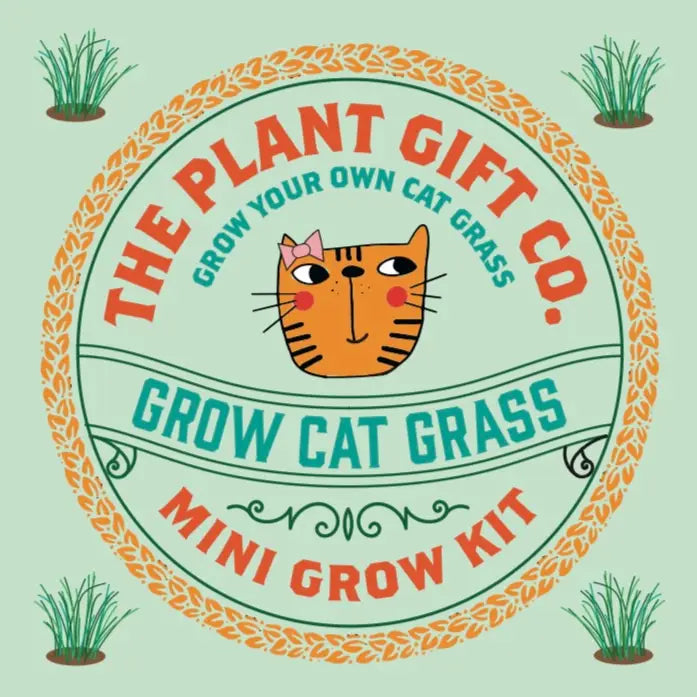 Cat Grass Mini Plant Growing Gift