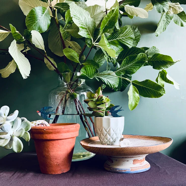 Swallow Plant Pot Companions