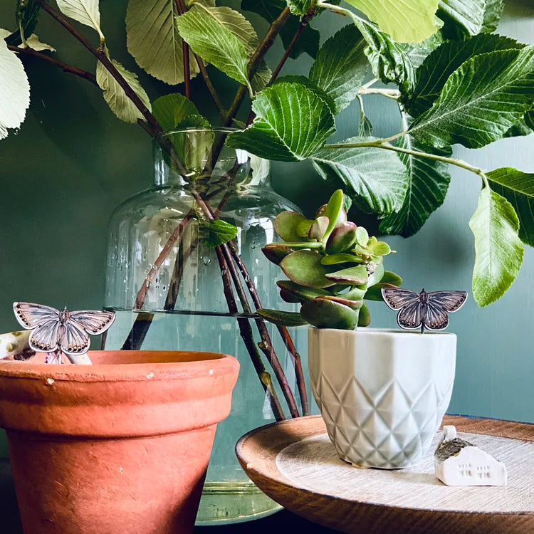 Common Blue Butterfly Plant Pot Companions