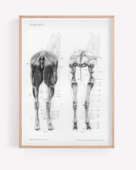 Horses Ass A4 Print