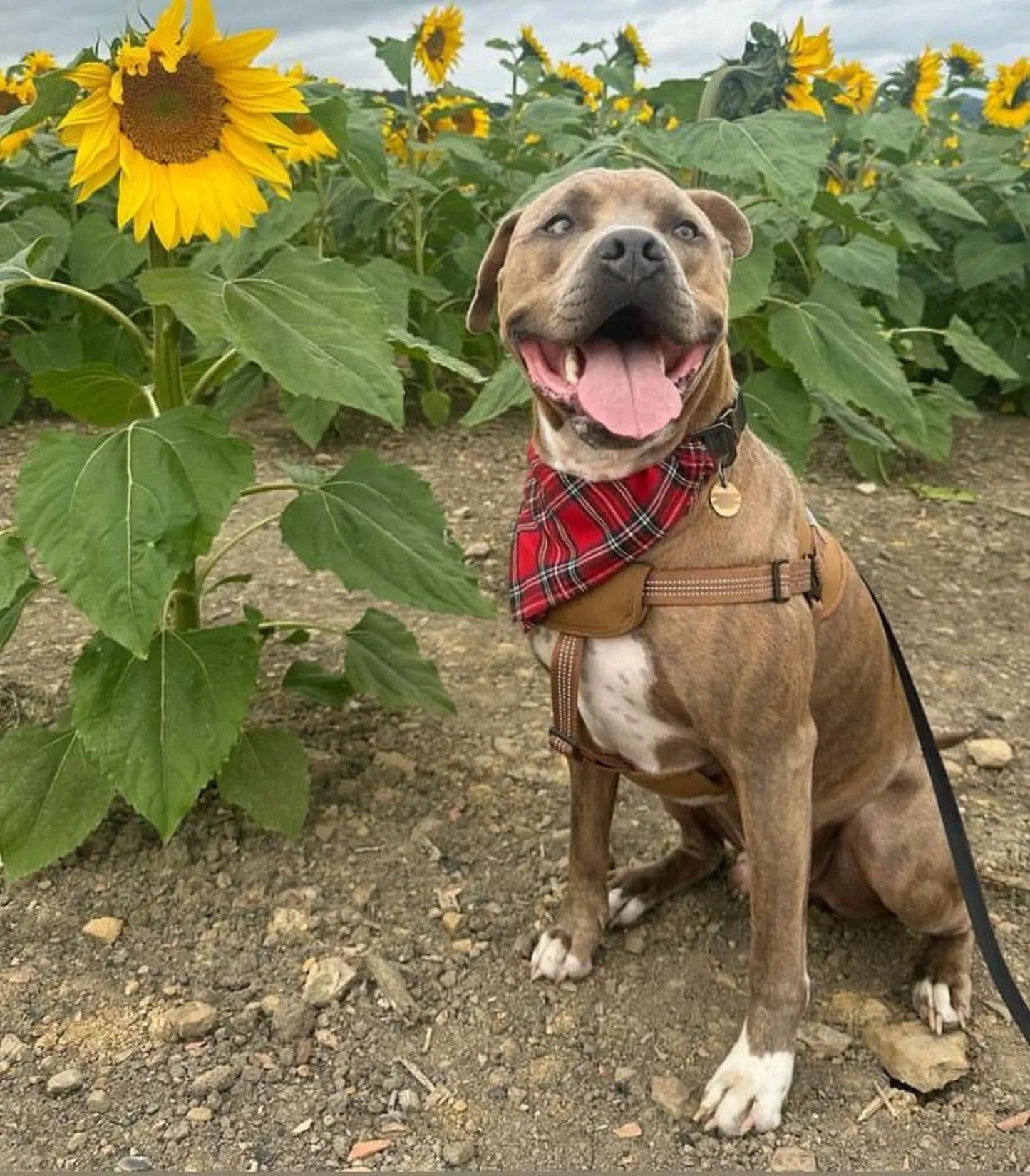 Large Dog Pet Bandana - Multiple Style Available
