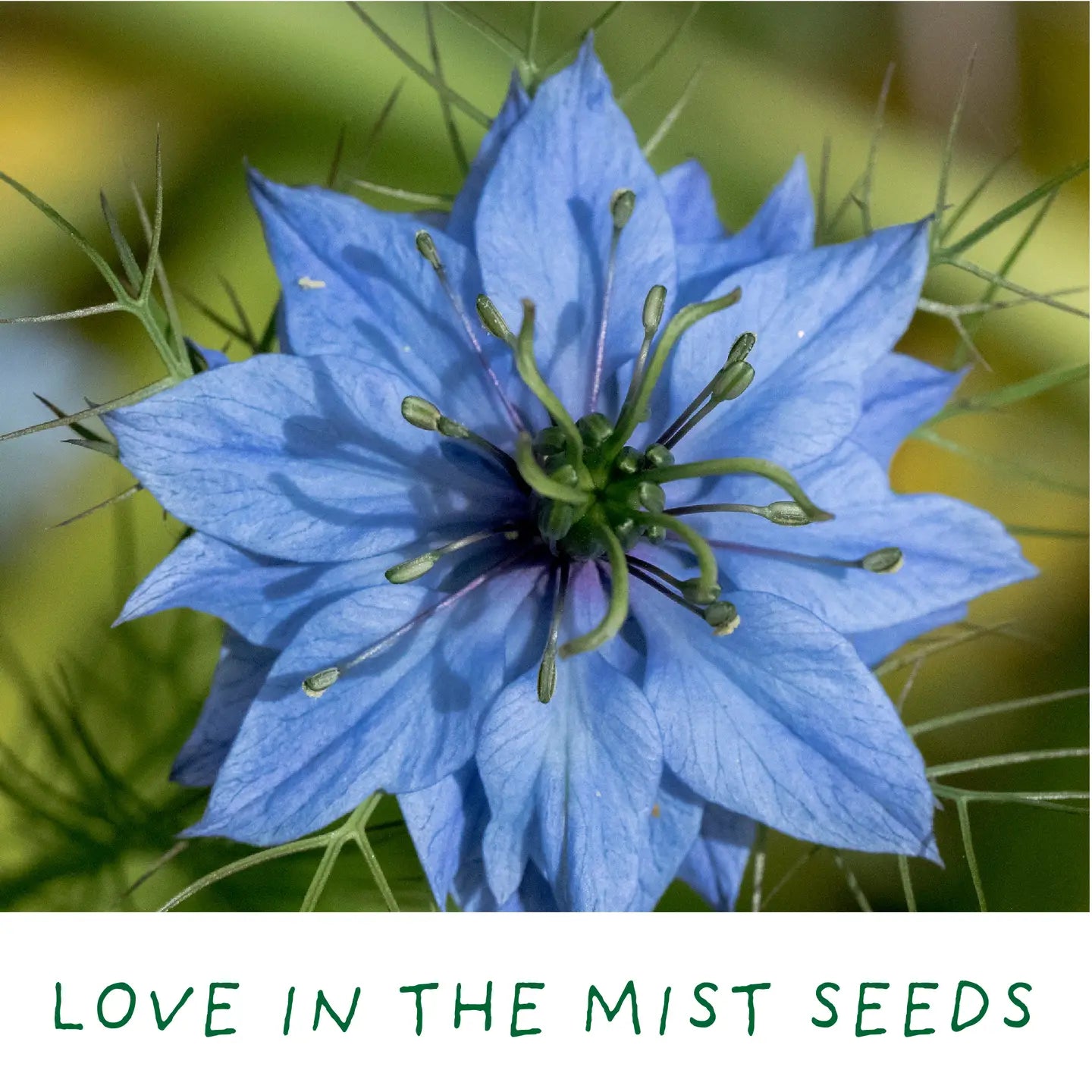 Romantic Garden Mini Plant Growing Gift