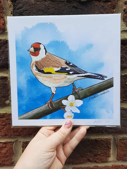 Large Goldfinch and Blossom Print