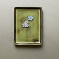 Forget Me Not Plant Pot Companions