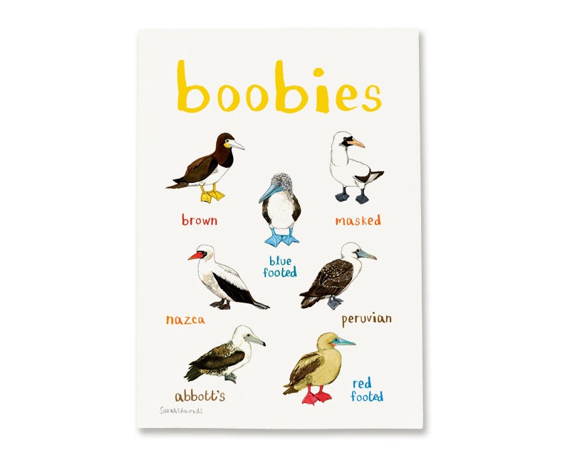 Boobies A4 Art Print