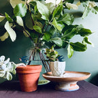 Swallow Plant Pot Companions
