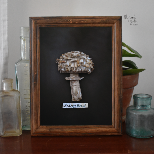 Shaggy Parasol Fungus A5 Print