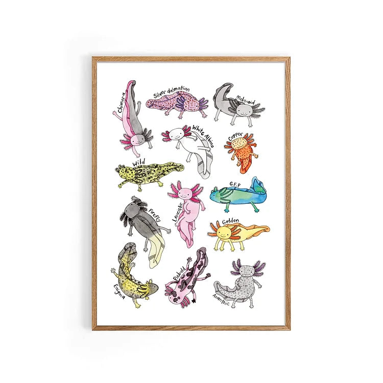 Axolotls A4 Print