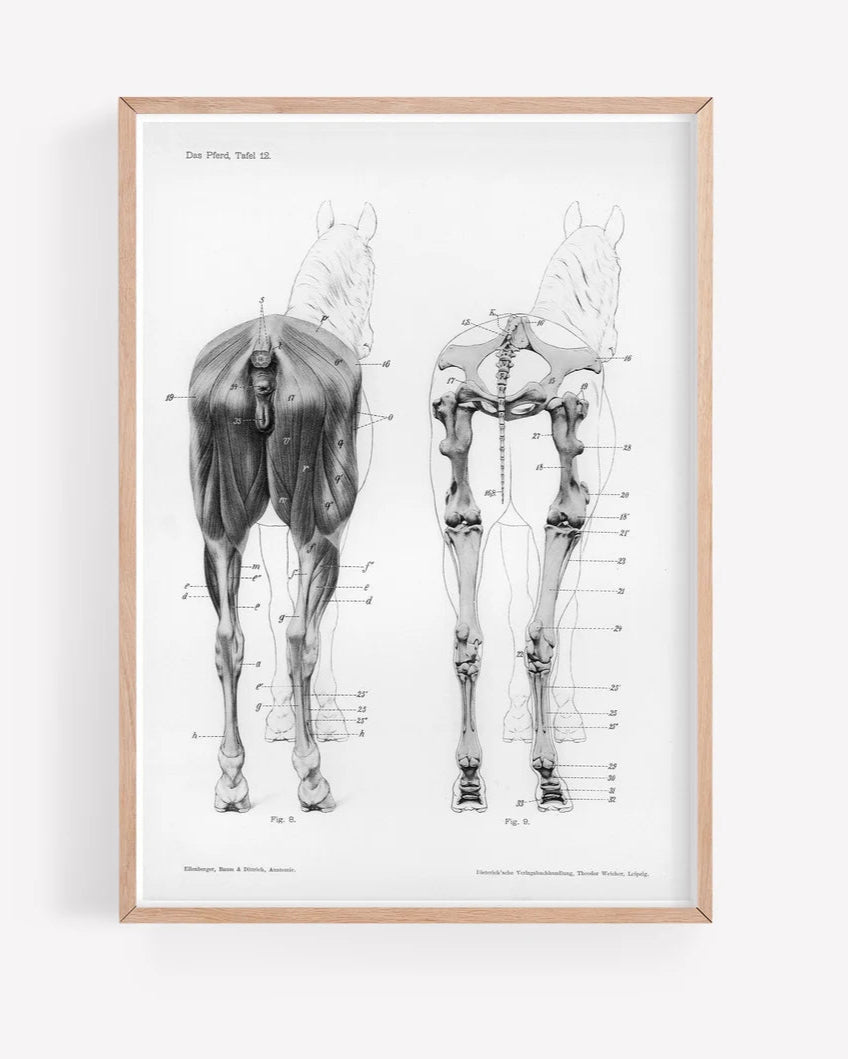 Horses Ass A4 Print