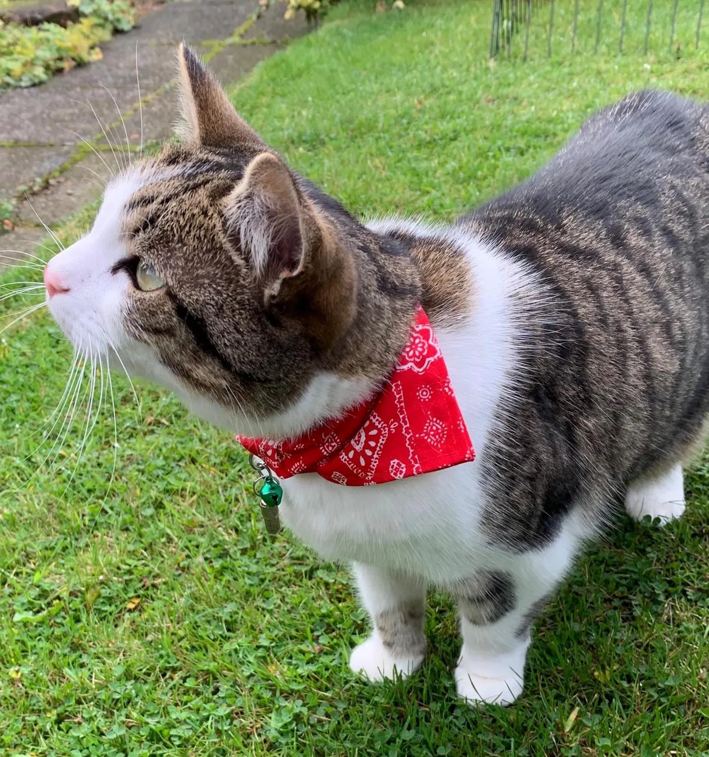 Cat Pet Bandana